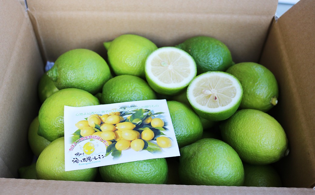 発送時期は《11月》《12月》《1月》よりお選びください。12月頃から黄色く色づいてきます。