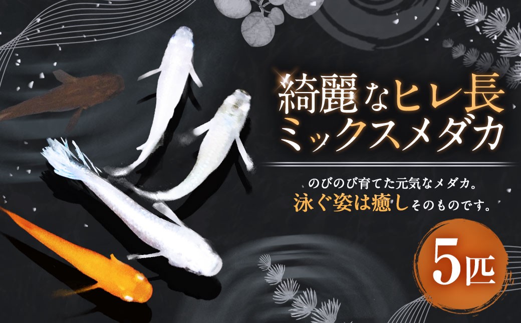 綺麗なヒレ長ミックスメダカ 5匹