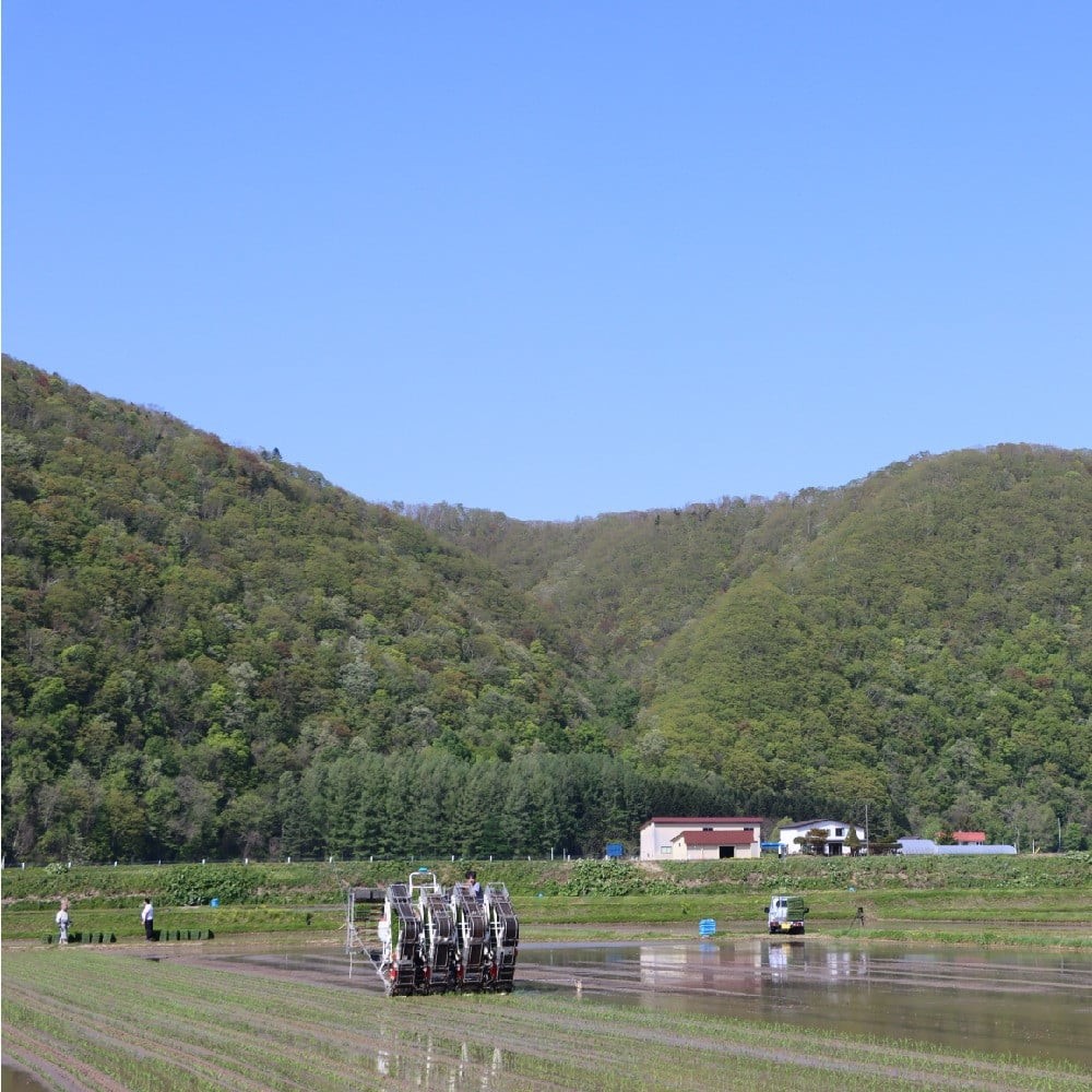 令和7年度産 ゆめぴりか 10kg