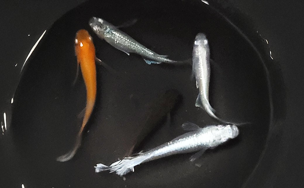 綺麗なヒレ長ミックスメダカ 5匹