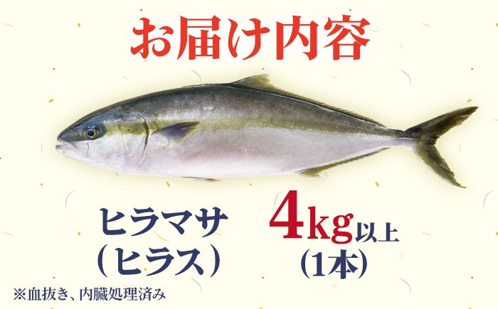 ヒラス（ヒラマサ）1本 4.0kg以上（血抜き、内臓処理済み）/ 養殖 刺身 鮮魚