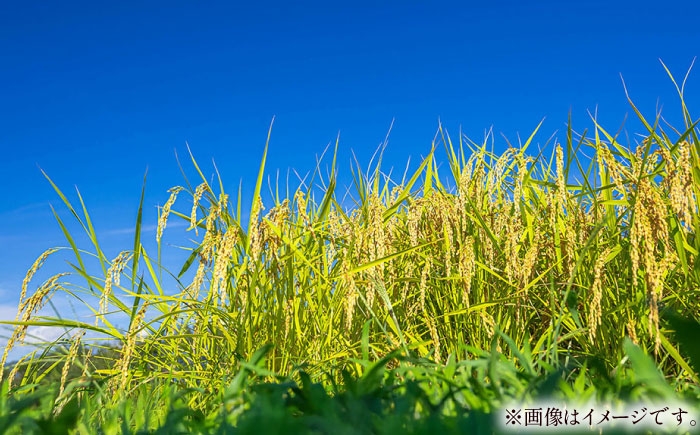 令和8年産 10kg 米 コメ 玄米 数量限定 期間限定 先行予約 コシヒカリ ブランド米 人気