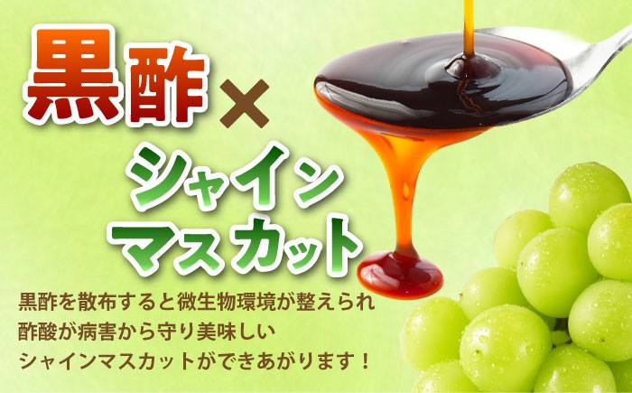 かねひろ マスカット 黒酢シャインマスカット シャインマスカット 佐賀県太良町