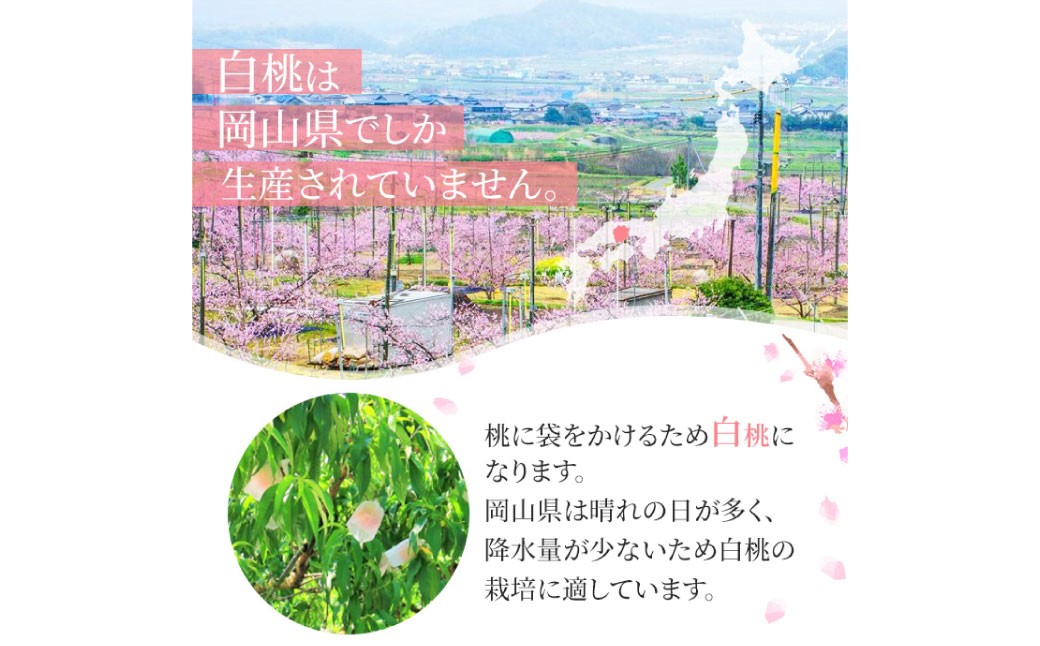 岡山白桃 ロイヤル 5～7玉入り（合計約2kg）