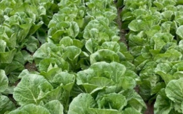 白菜　野菜　冬野菜　旬の野菜　国産　産地直送　農産物　旬野菜　国産野菜　農家　季節のお野菜　新鮮 採れたて 旬 お野菜