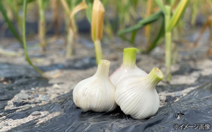 にんにく ニンニク 冷凍 冷凍にんにく 皮むき 便利 むきにんにく 健康 栄養 免疫力 自然食品 国産 スーパーフード 効能 