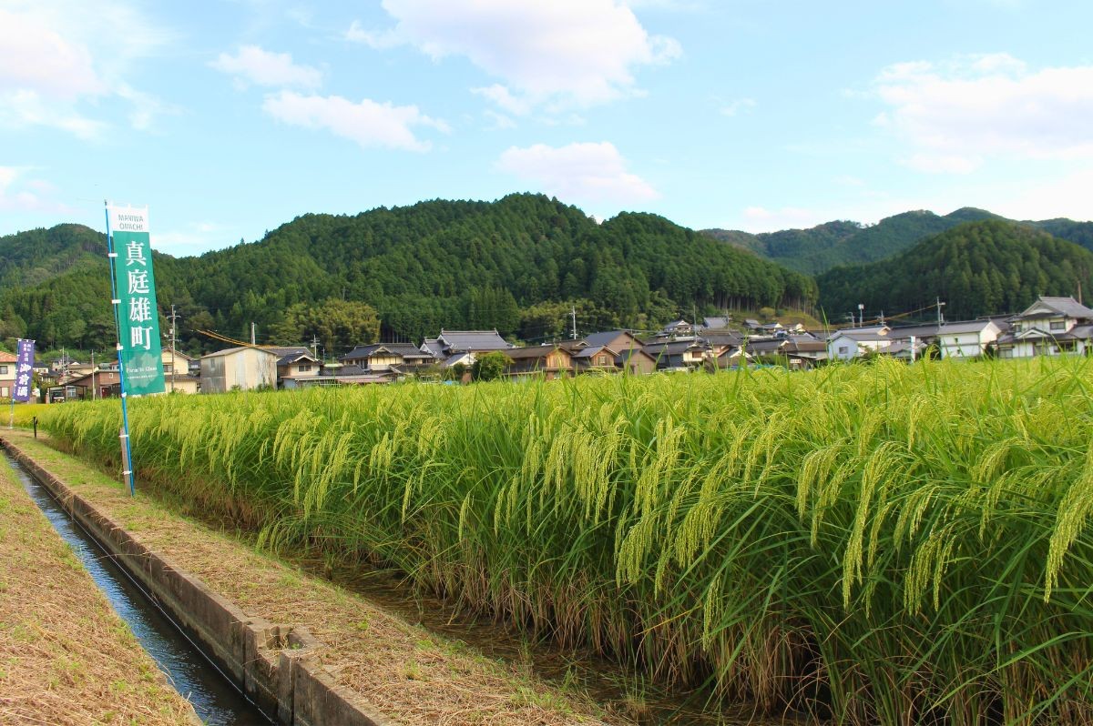 一昨年からは、酒造りの副産物である酒粕を再び土に還し、肥料として再活用する循環型農業での雄町栽培がはじまりました。