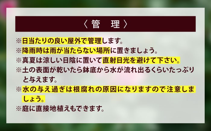 【ばらのまち福山】が送る小さな薔薇 花 お花 バラ 植物 苗 ポット苗 観葉植物