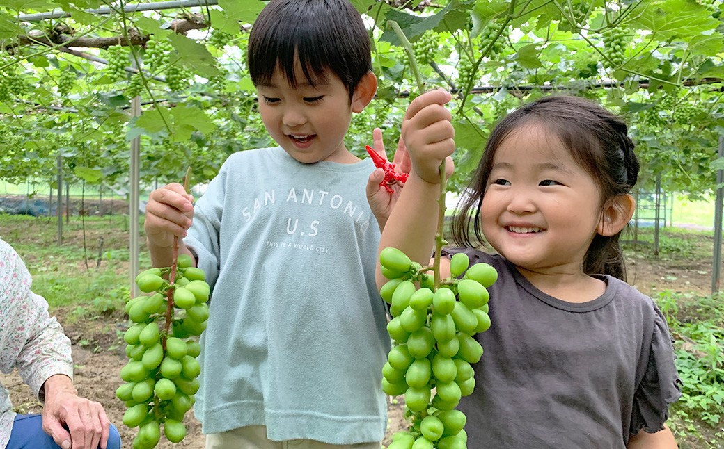 シャインマスカット 約2.0kg以上（2～5房）