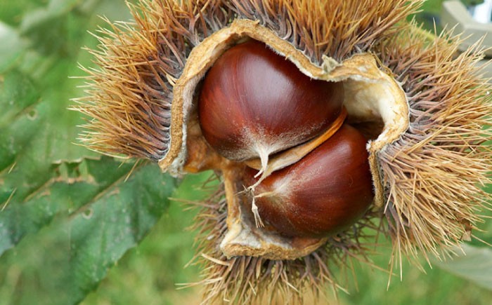 栗 おこわ もち米 赤飯 秋 食品