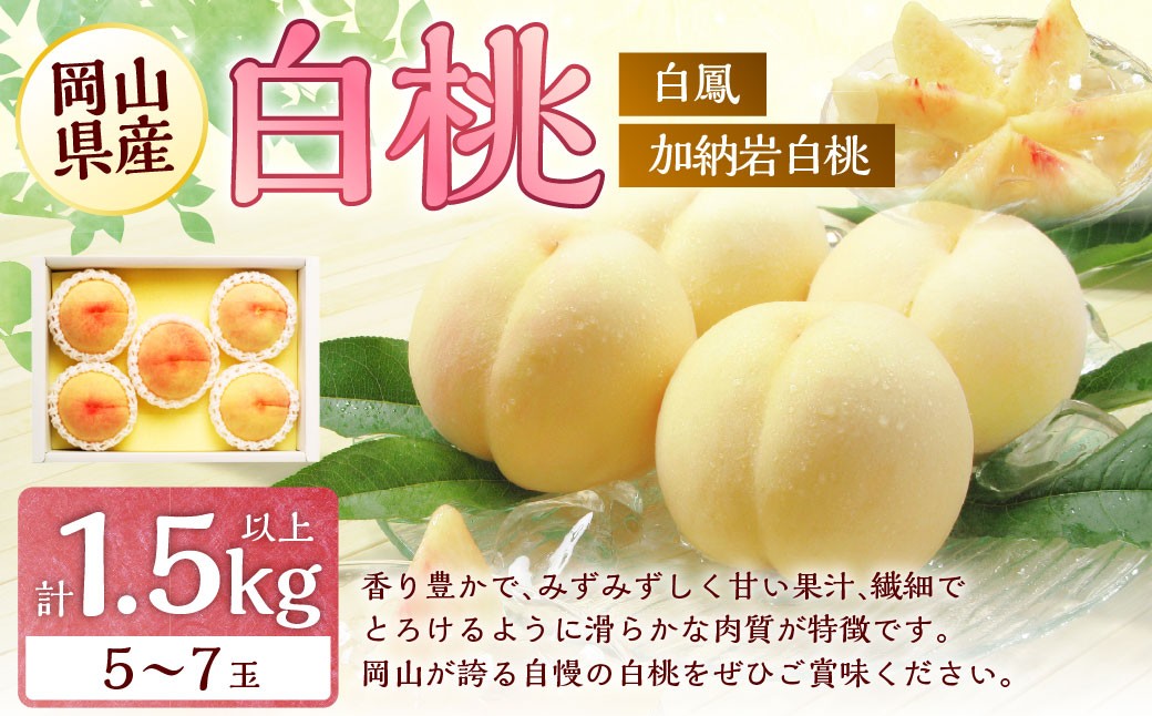 桃 2026年 先行予約 岡山 白桃 （品種：白鳳／加納岩白桃） 5～7玉 合計1.5kg以上