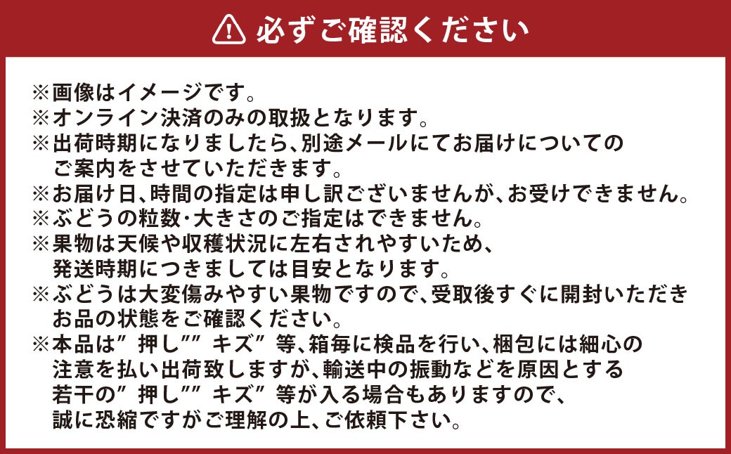 冬 ぶどう 2026年 先行予約 紫苑 1房 700g以上