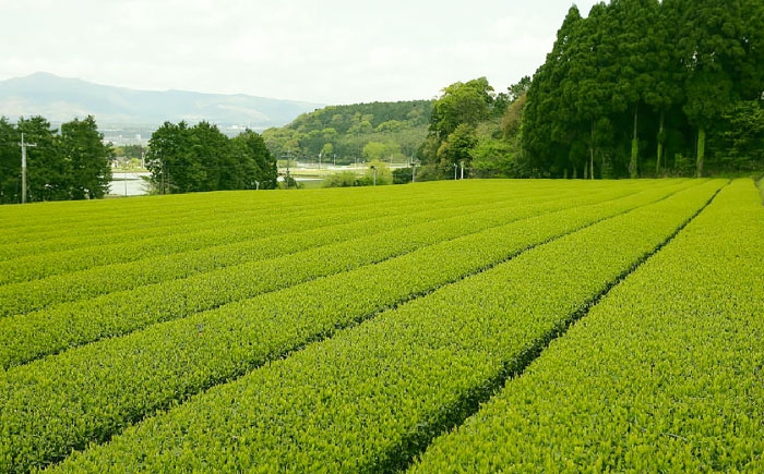 ふかむし茶 お茶 緑茶 銘茶 茶葉 厳選  特産品 おちゃ tea ティー 日本茶 受賞 濃厚  飲料 飲み物 熊本県 菊陽