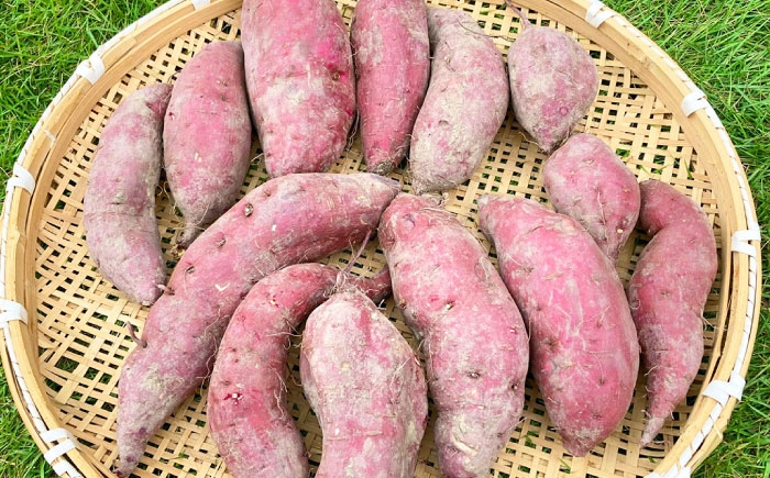 訳ありさつまいも シルクスイート 5kg 野菜セット 家庭用 産地直送 お取り寄せ スイートポテト 焼き芋用 簡単調理 栄養満点