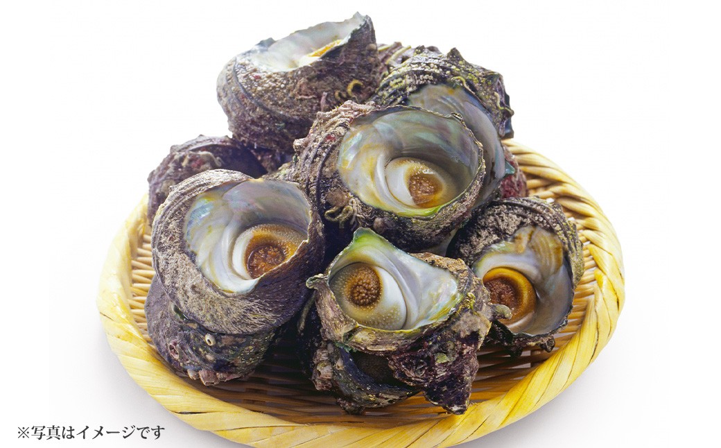 加熱用 サザエ 約1kg