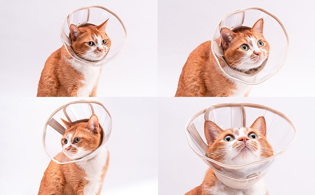 ぽぽねこ 軽くて柔らかい猫用エリザベスカラー