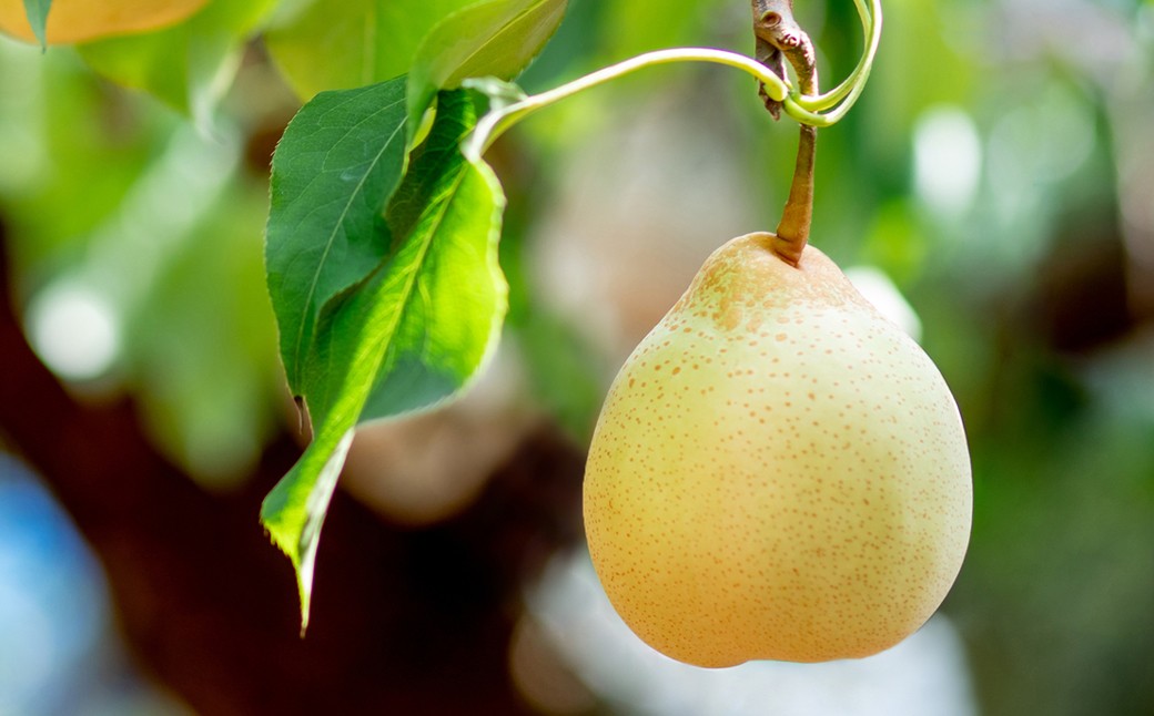 鴨梨（ヤーリー） 2玉 合計約1.5kg