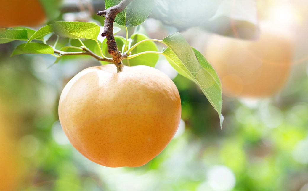 あたご梨 3～9玉 約4kg 家庭用