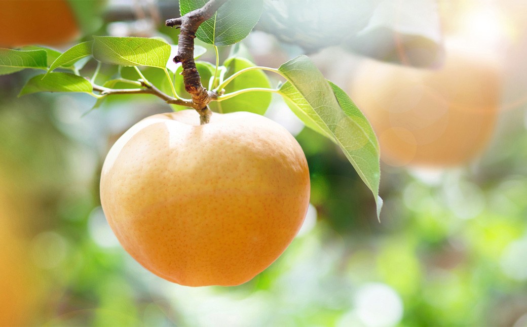 あたご梨 3～4玉 合計約1.5kg 化粧箱