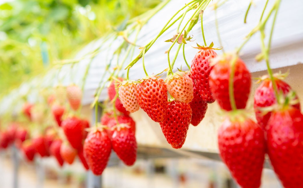 よかもんいちご あまおう苺セット2パック