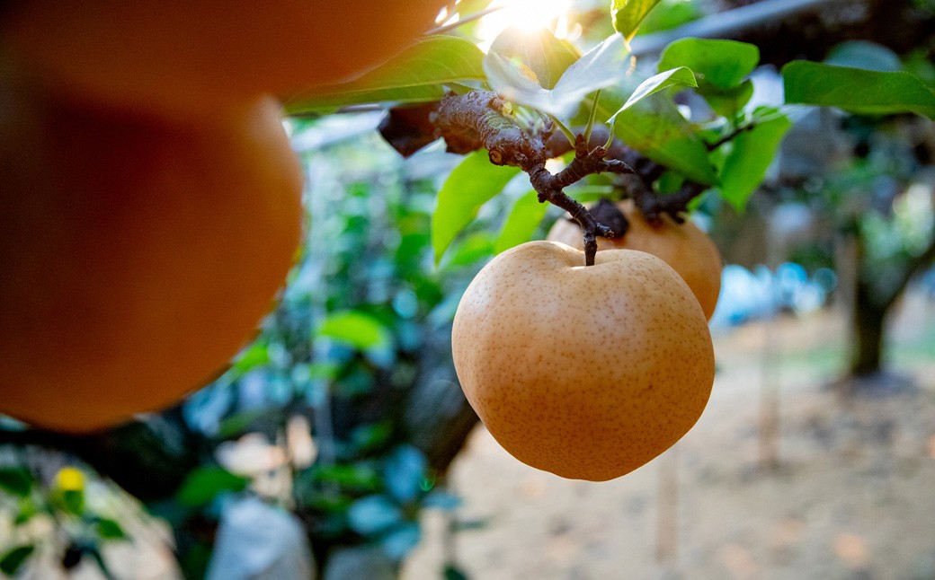 あたご梨 3～4玉 合計約1.5kg 化粧箱