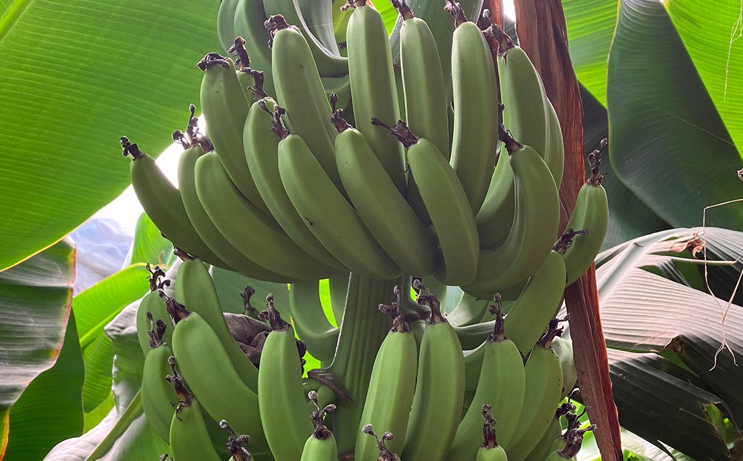 人吉市産バナナ（約1.3～1.5kg）