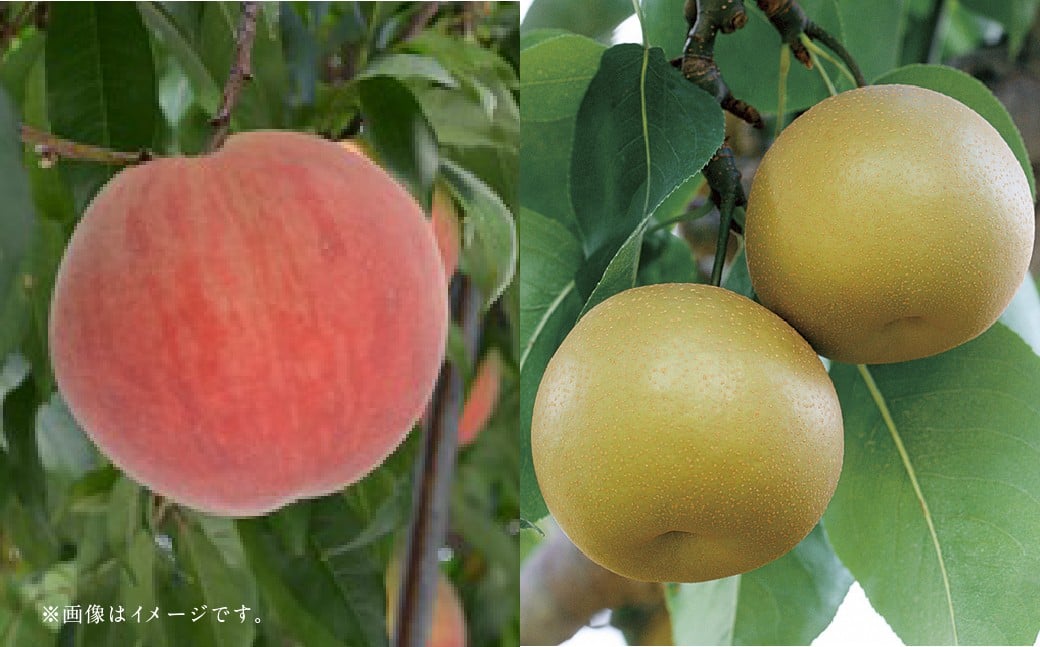【フルーツ2回定期便】 桃1kg+梨5kg