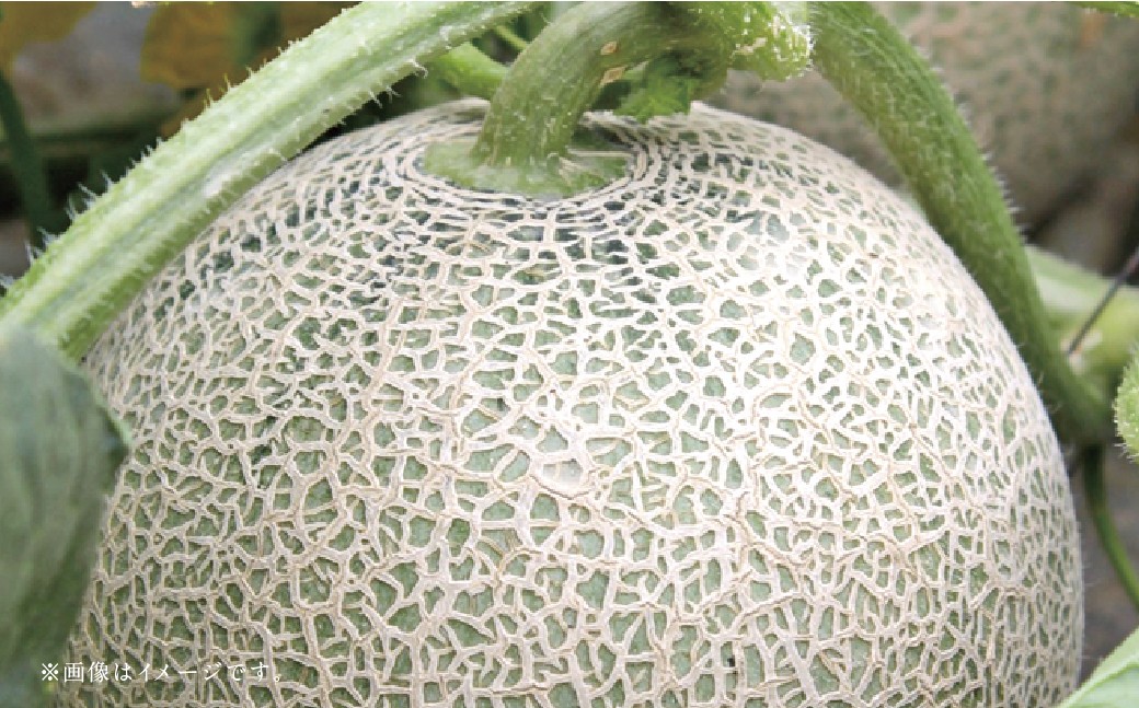 【フルーツ3回定期便】 アンデスメロン5kg＋桃1kg＋梨5kg