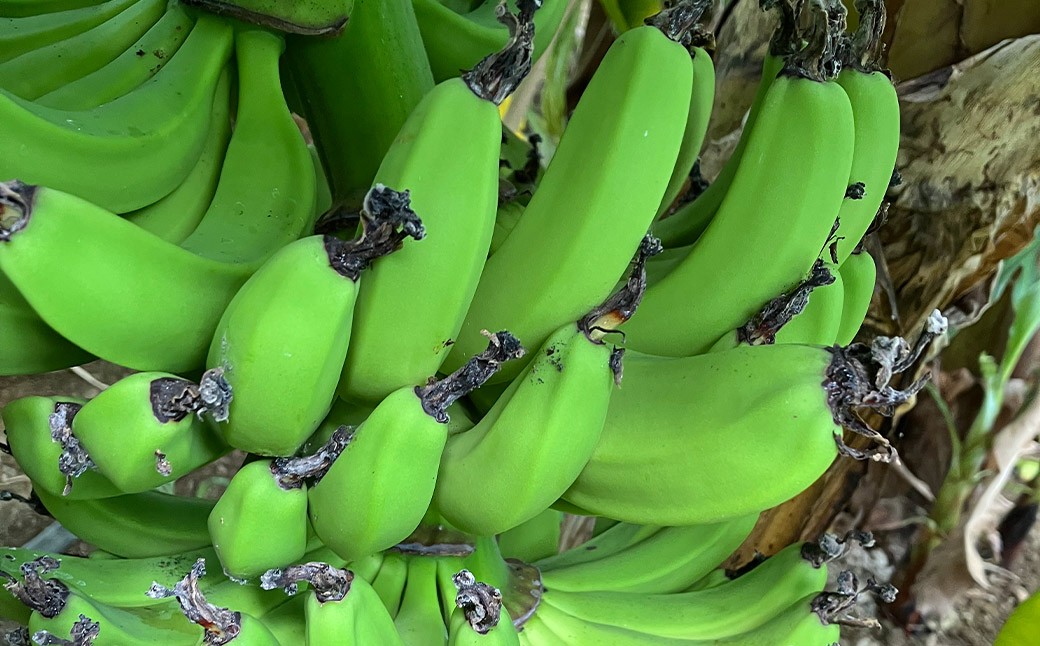 人吉市産バナナ（約1.3～1.5kg）