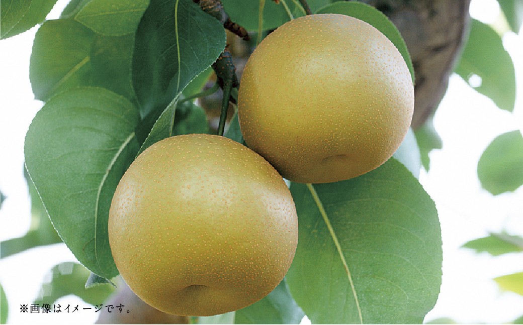 【フルーツ2回定期便】 桃1kg+梨5kg