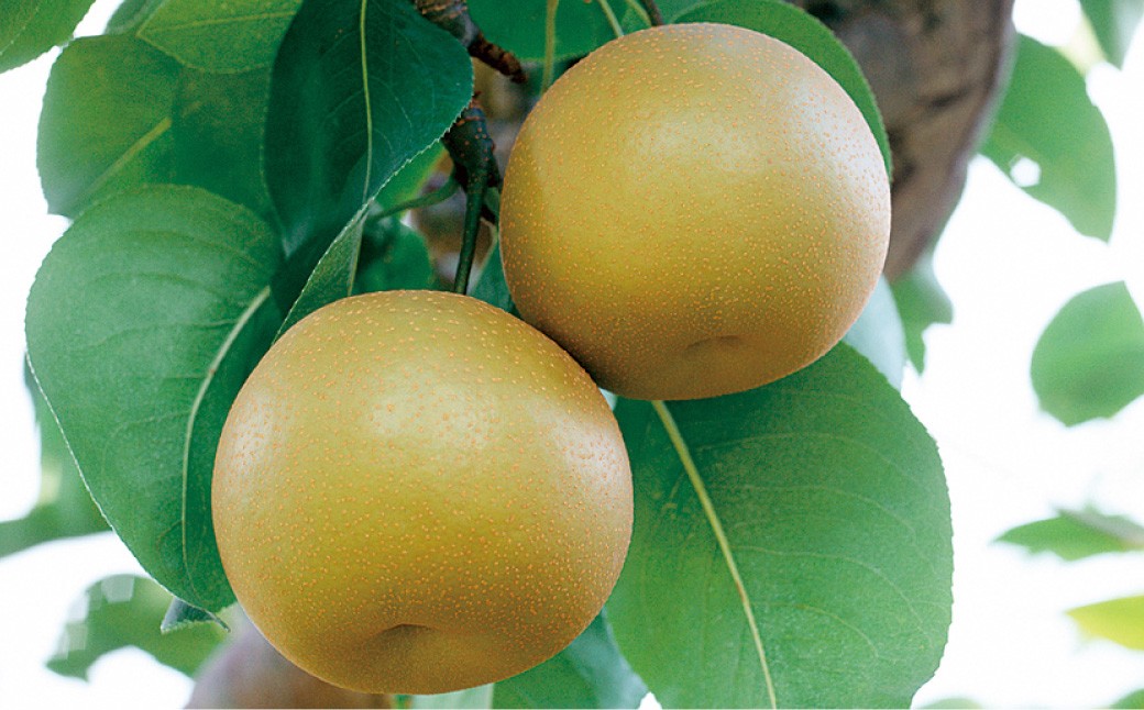 【フルーツ3回定期便】 桃1kg＋梨5kg＋栗2kg