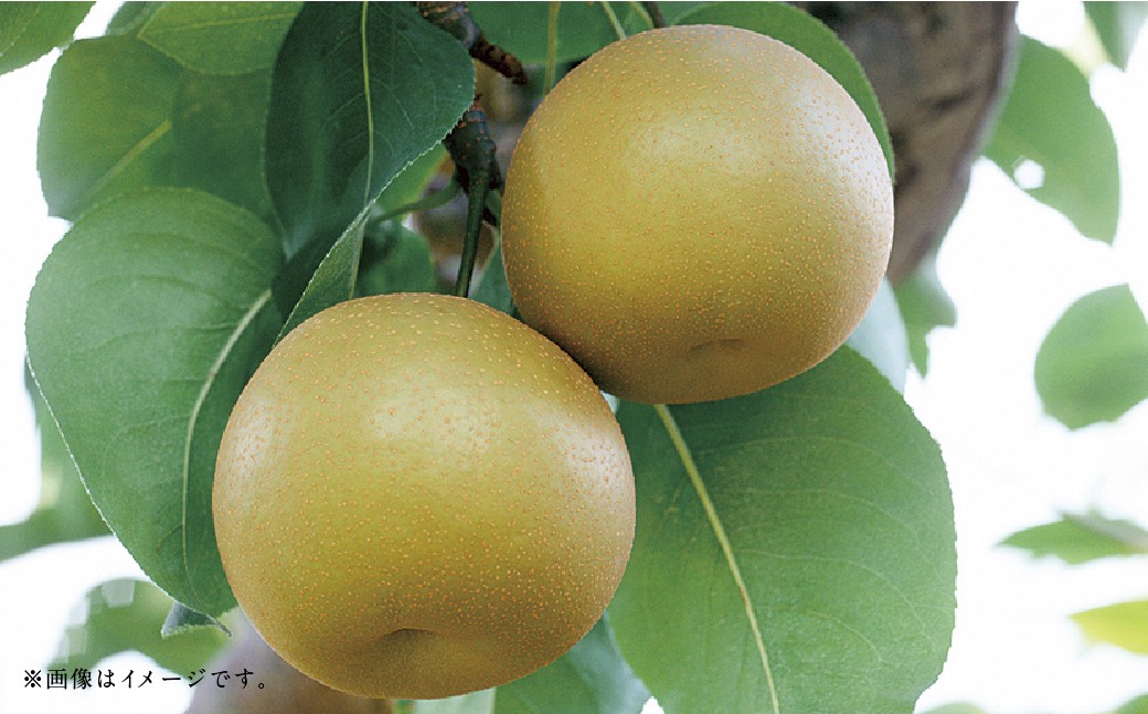 【フルーツ3回定期便】 球磨のいちご1kg×4パック＋桃1kg＋梨5kg