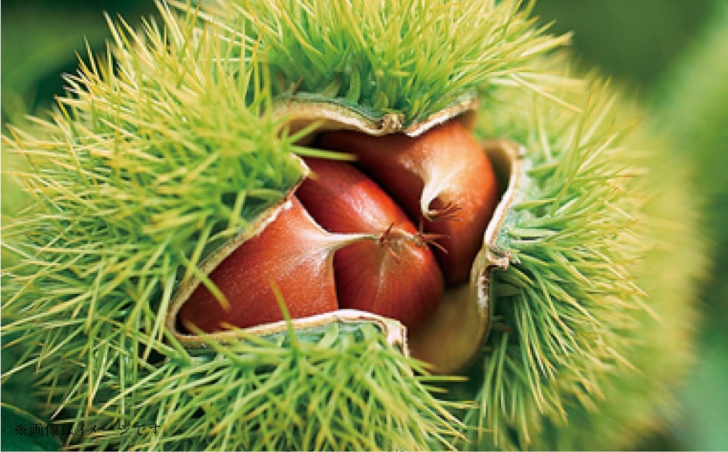 【フルーツ3回定期便】 桃1kg＋梨5kg＋栗2kg