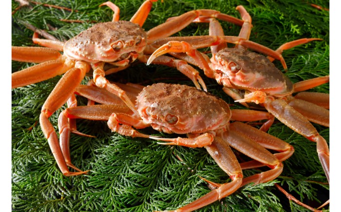 B25-055 【2025年11月発送】鳥取県産 特撰 親がに 姿【セコガニ】（茹）【訳あり】100g 5杯