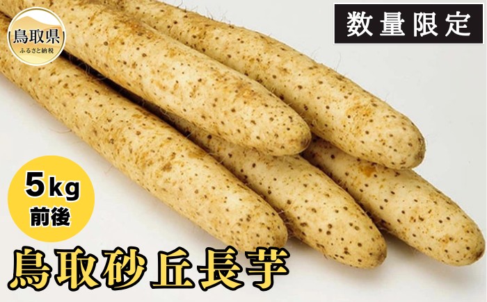 B24-217 鳥取砂丘長芋【数量限定】