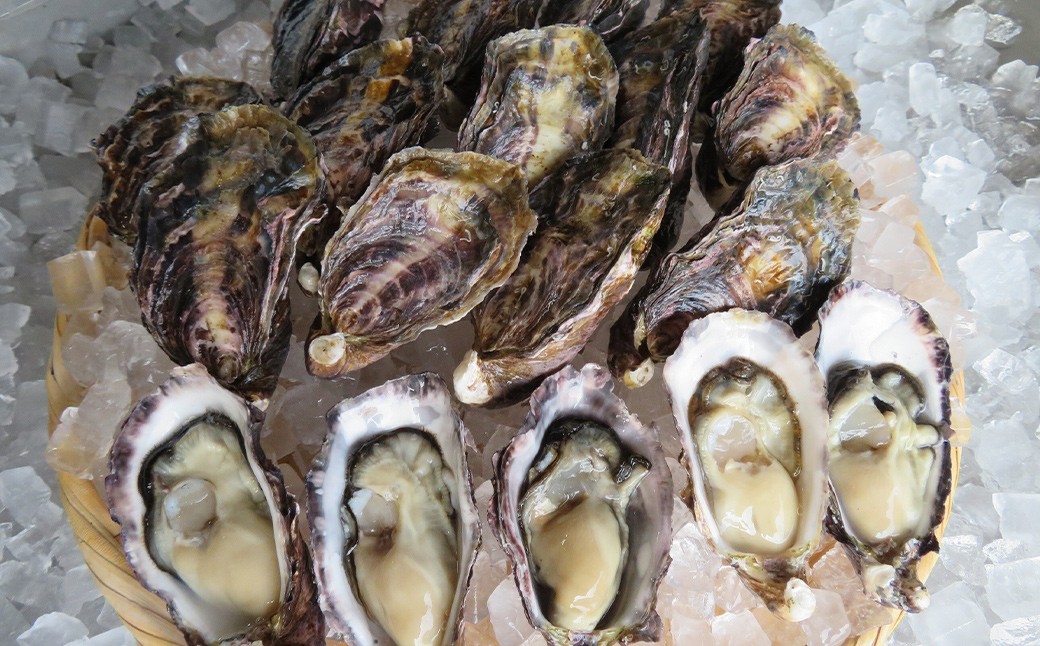 坂越産カキ 生食用 殻付 約2kg