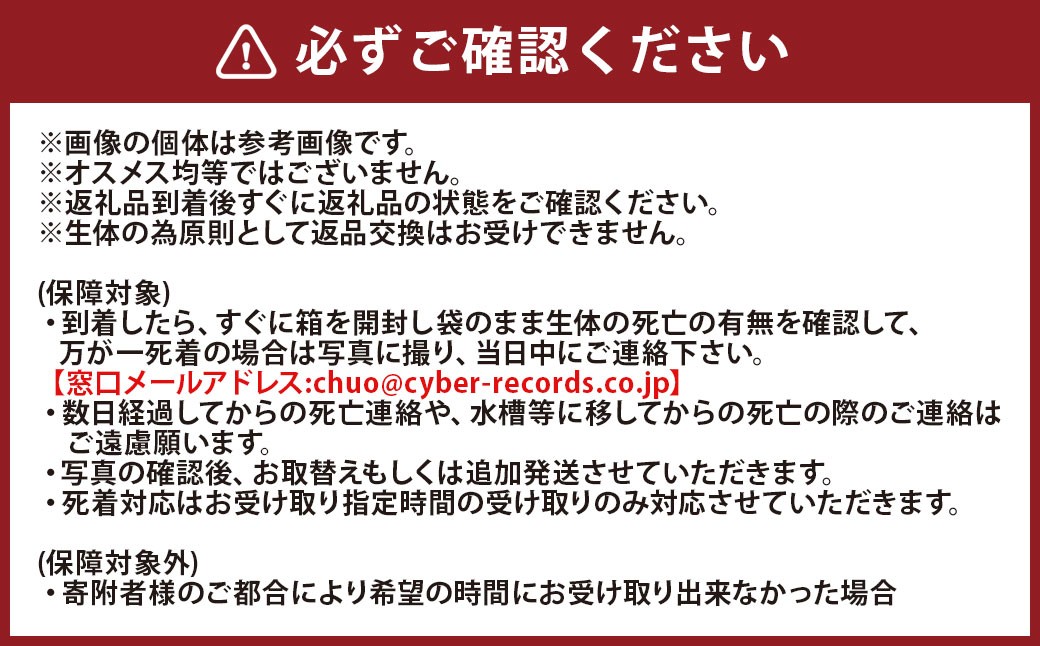 綺麗なヒレ長ミックスメダカ 5匹