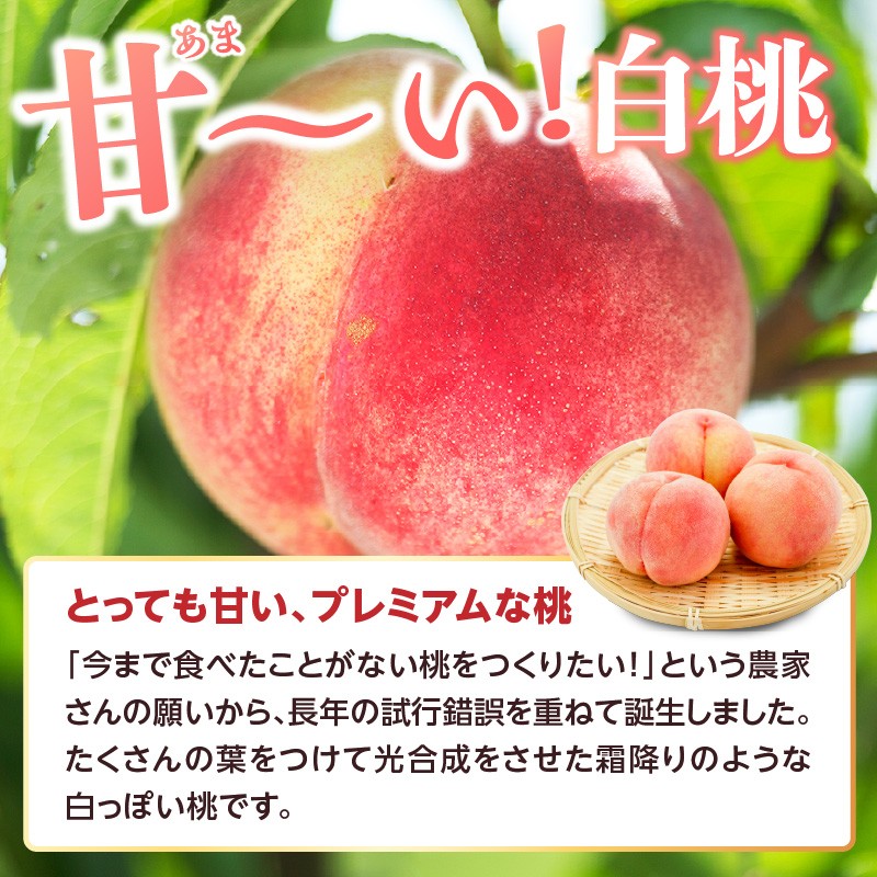 ≪先行受付≫ 甘～い プレミアム白桃 約3kg【2026年8月中旬頃～発送予定】
