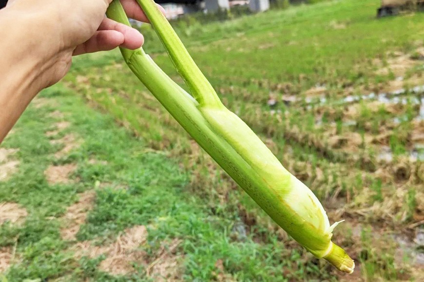 こんなにも大きくなります！