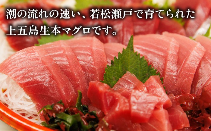 【全6回定期便】五島列島産 養殖 生本かみマグロ 赤身 中トロ 計約500g / まぐろ 鮪 刺身 ブロック