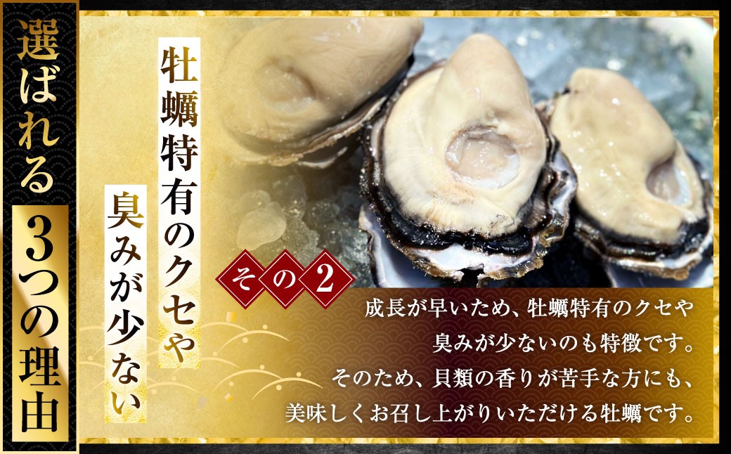 坂越かき 殻付き 22個 【ナイフなし】