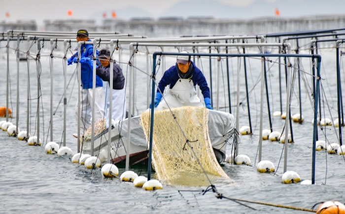 海苔 田島海苔師の焼のり 新海苔PREMIUM（大判10枚）