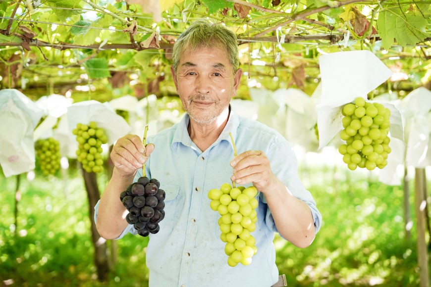樹齢35年のぶどうの木「甲州種」