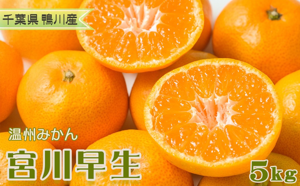 甘み、酸味、食べやすさ。三拍子そろった“みかんらしいみかん”「宮川早生」