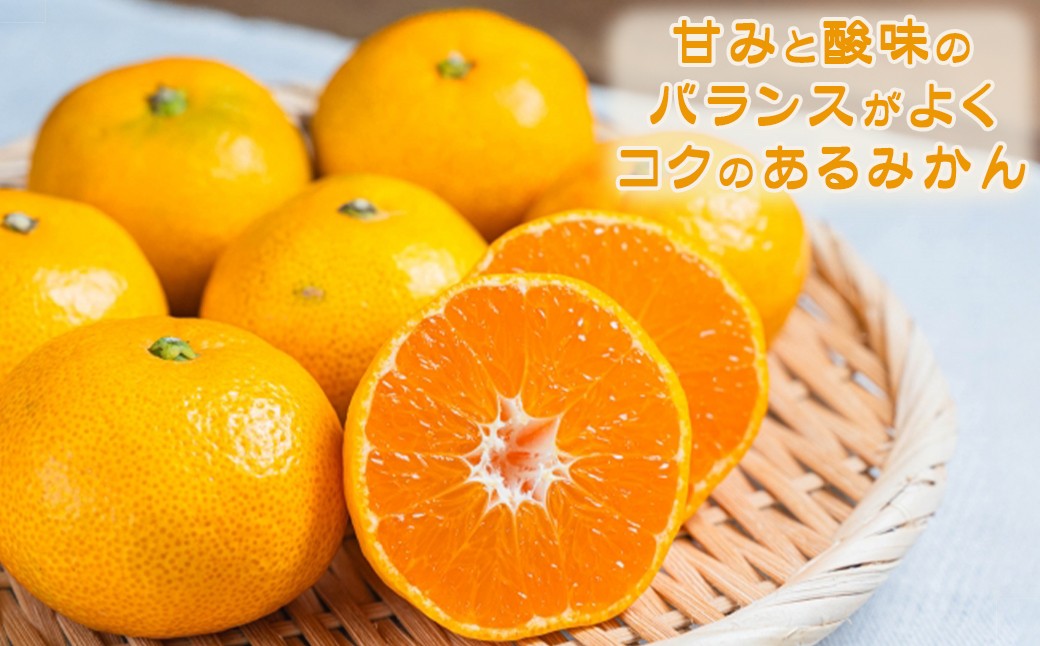 ジューシーで甘く・酸味・食べやすさのバランスが取れた、まさに“みかんらしいみかん”として長年親しまれてきた品種です。