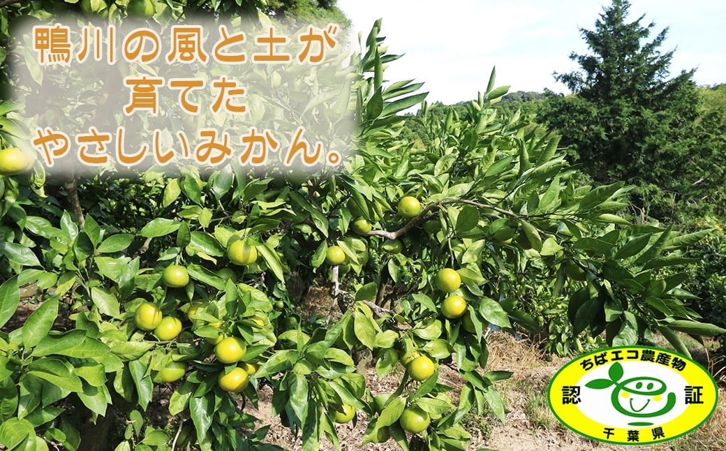 鴨川では11月～12月に熟す早生品種で、果皮は薄く手で簡単に剥け、完熟すると鮮やかな橙色に。