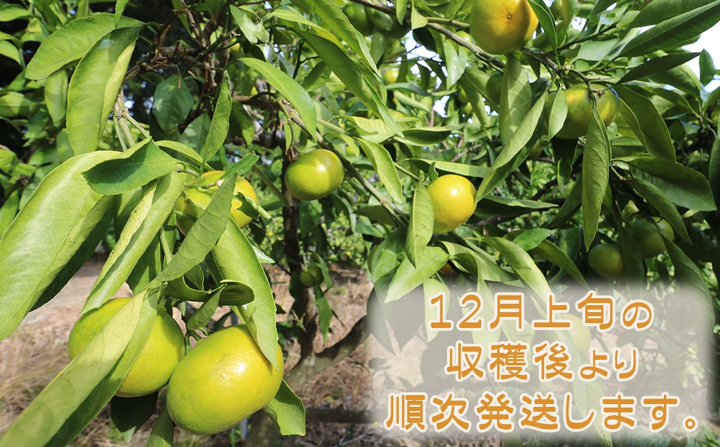 生産者の古泉農園より直送！12月上旬の収穫後より順次発送いたします。