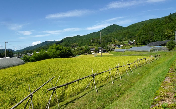標高約500mの山間地でのびのびと育てられており、一粒一粒に旨みが凝縮されております。