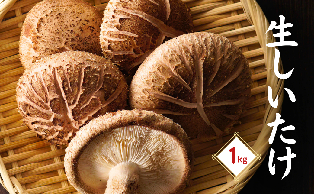 大分県産 しいたけ 津久見で育てた肉厚生しいたけ 1㎏　
