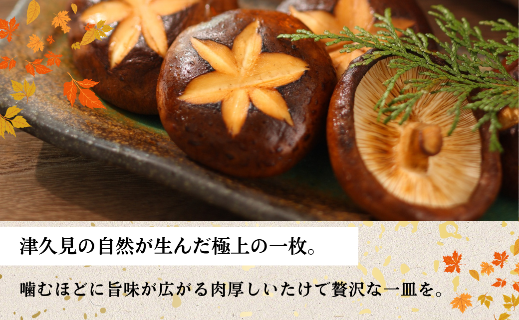 大分県産 しいたけ 津久見で育てた肉厚ステーキ用乾燥しいたけ 選べる 2~4袋 (1袋20g)